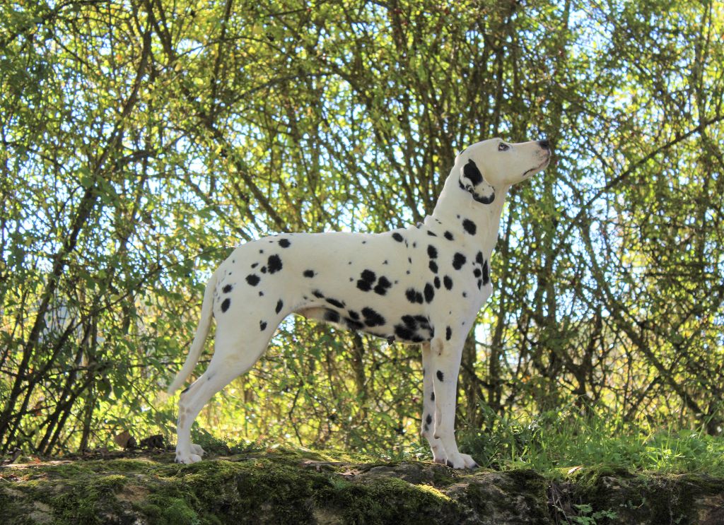 Méli Du Domaine Des Jolies Taches