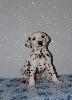  - Bébés dalmatiens 