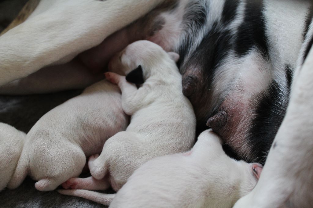 Du Domaine Des Jolies Taches - Dalmatien - Portée née le 07/10/2019