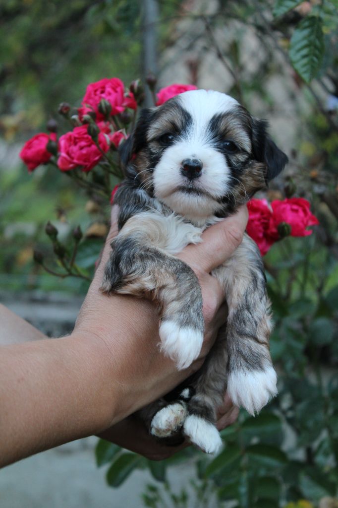 chiot Terrier Tibetain Du Domaine Des Jolies Taches