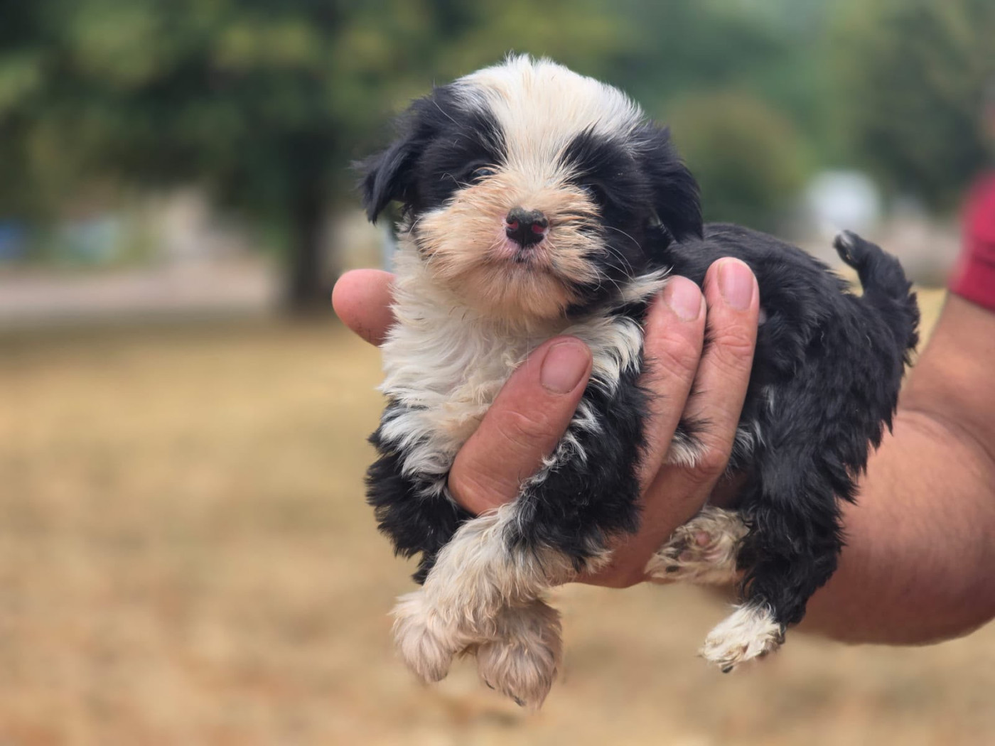 Bébés TT