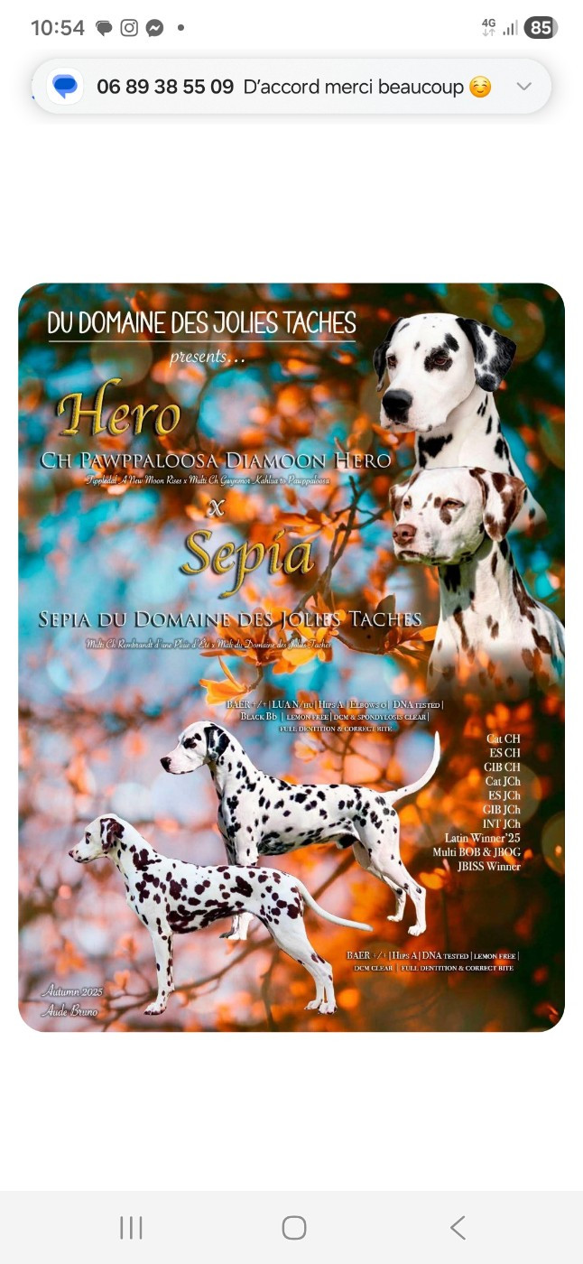 Bébés dalmatiens