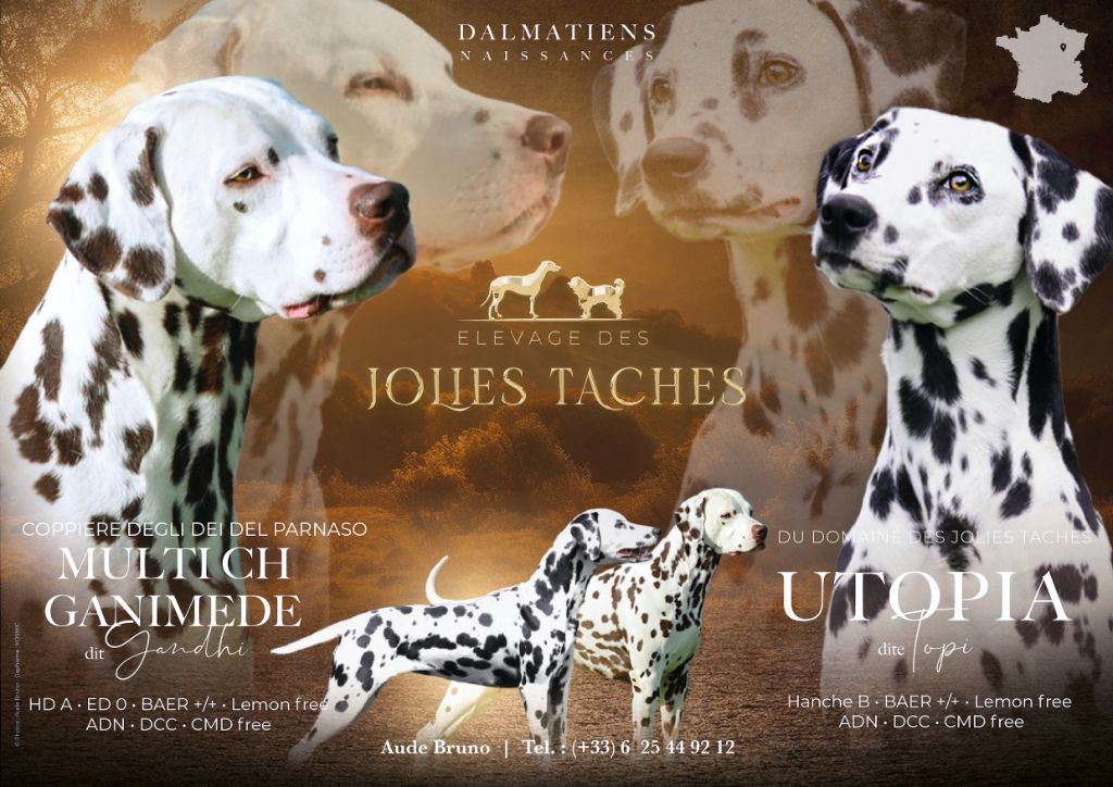 Bébés dalmatiens 