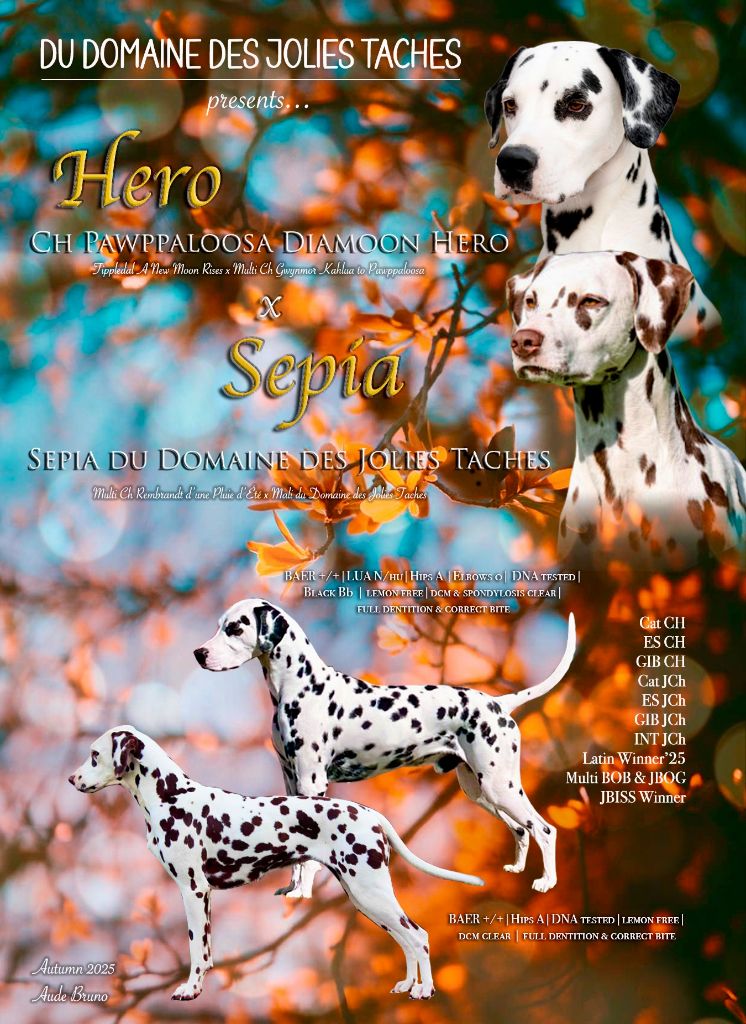 Bébés dalmatiens 