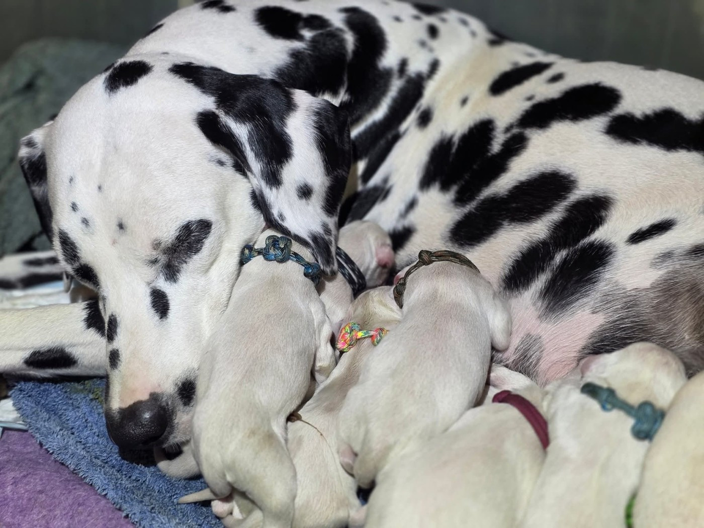 Chiot Dalmatien Du Domaine Des Jolies Taches