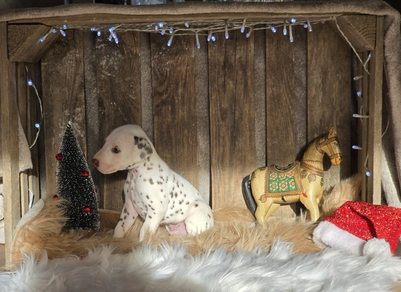 Du Domaine Des Jolies Taches - Chiots disponibles - Dalmatien