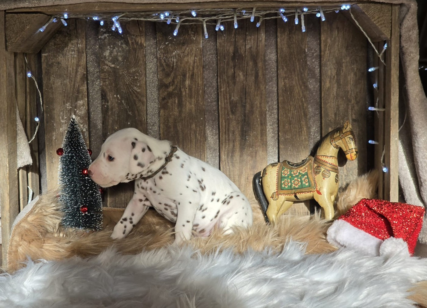 Du Domaine Des Jolies Taches - Chiots disponibles - Dalmatien