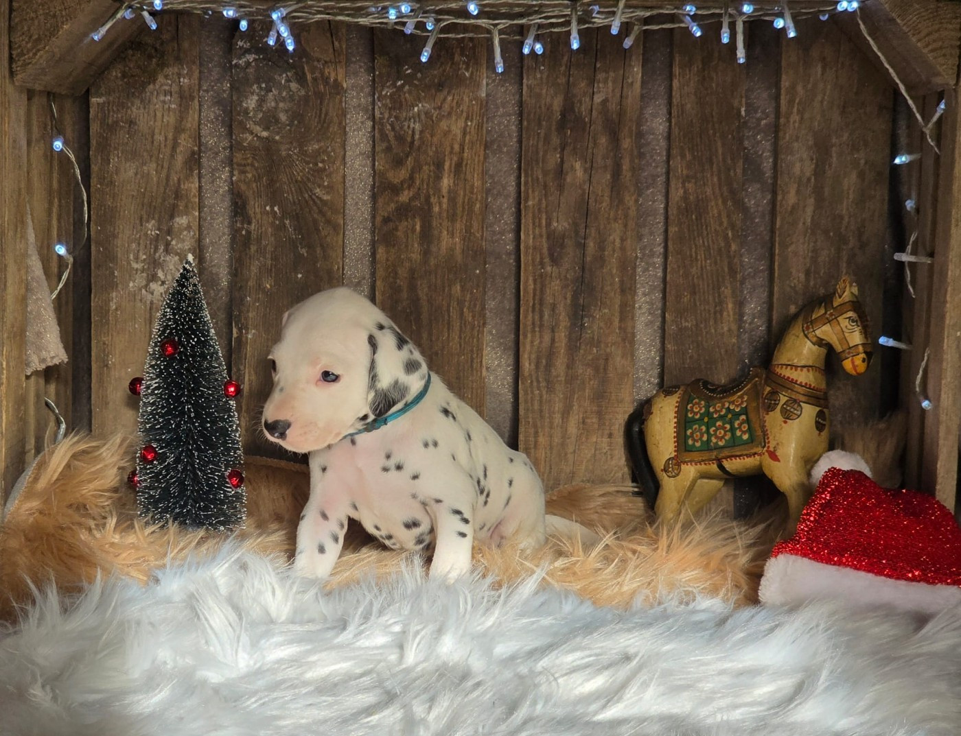 Du Domaine Des Jolies Taches - Chiots disponibles - Dalmatien