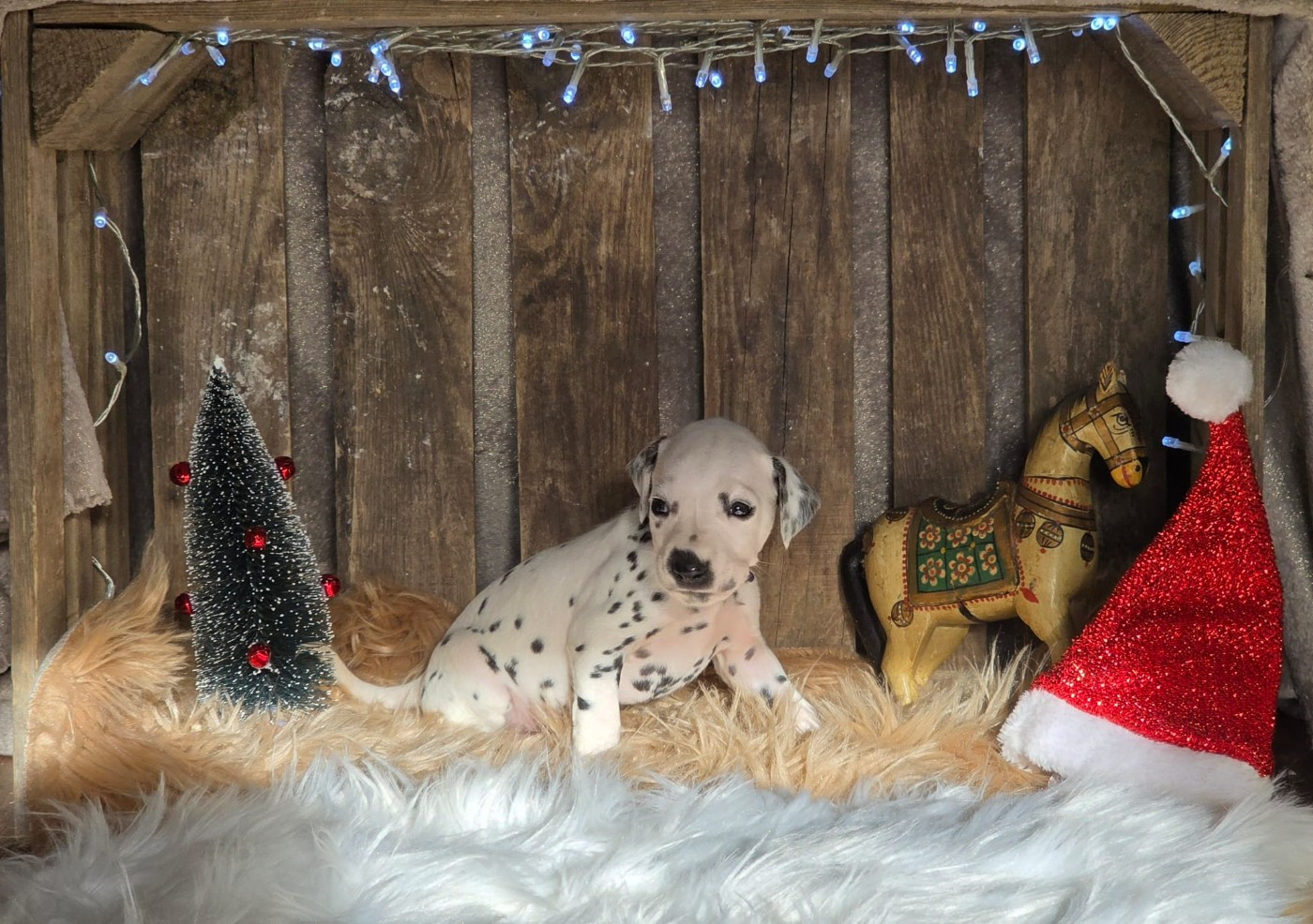 Du Domaine Des Jolies Taches - Chiots disponibles - Dalmatien