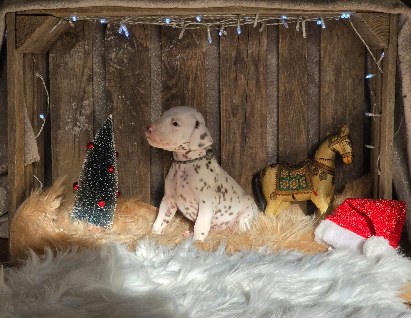 Du Domaine Des Jolies Taches - Chiots disponibles - Dalmatien