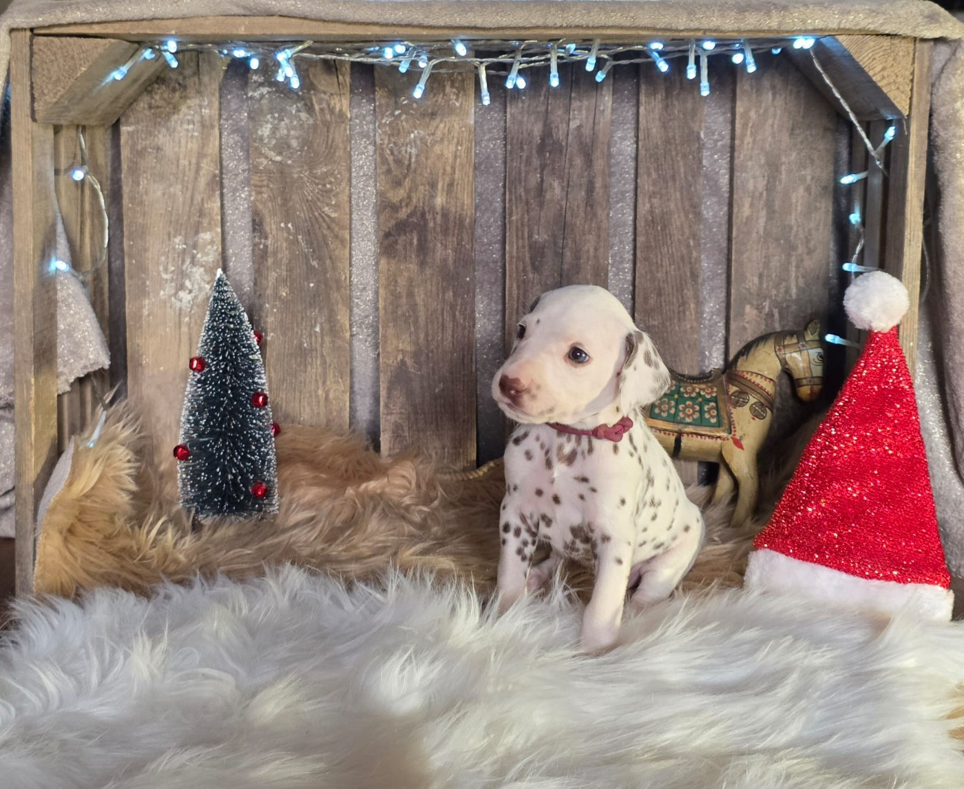 Du Domaine Des Jolies Taches - Chiots disponibles - Dalmatien