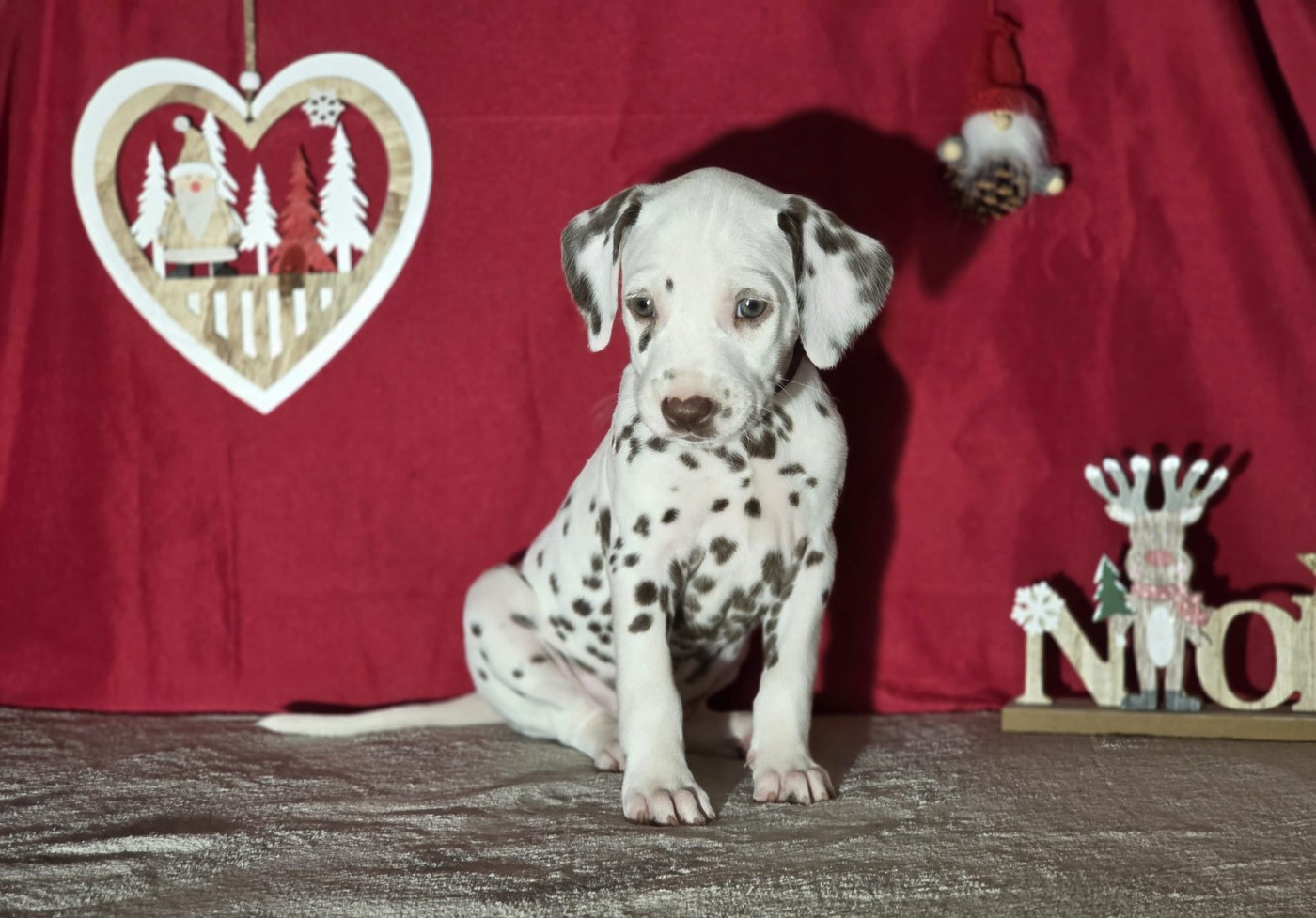 Du Domaine Des Jolies Taches - Chiots disponibles - Dalmatien