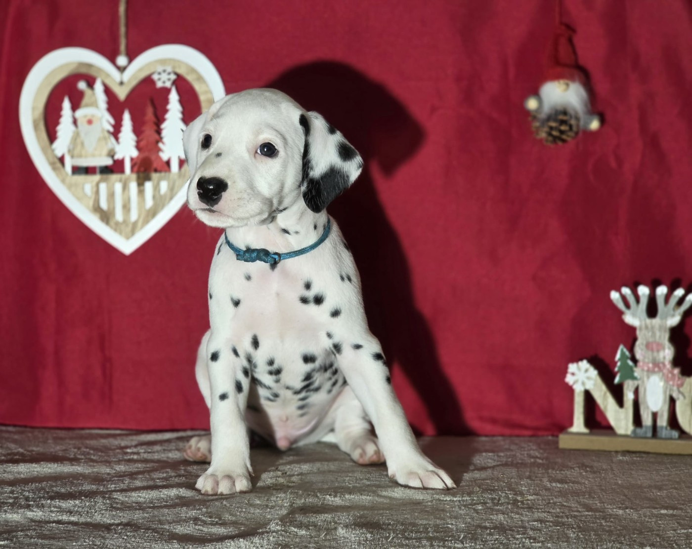 Du Domaine Des Jolies Taches - Chiots disponibles - Dalmatien
