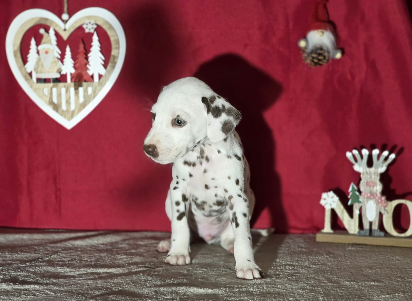 Du Domaine Des Jolies Taches - Chiots disponibles - Dalmatien
