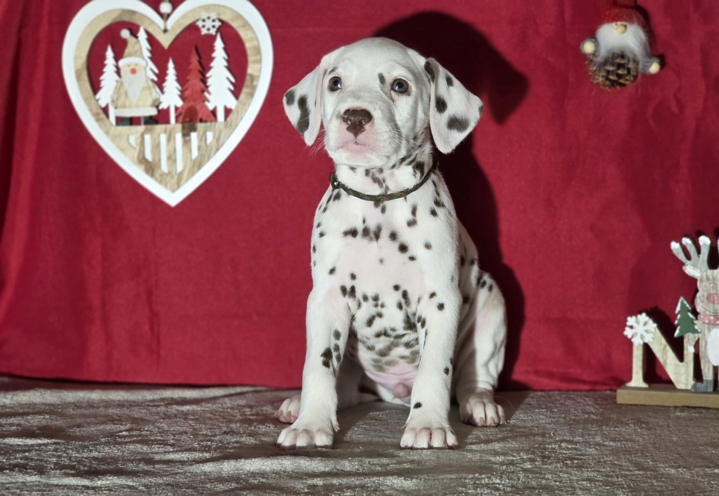 Du Domaine Des Jolies Taches - Chiots disponibles - Dalmatien