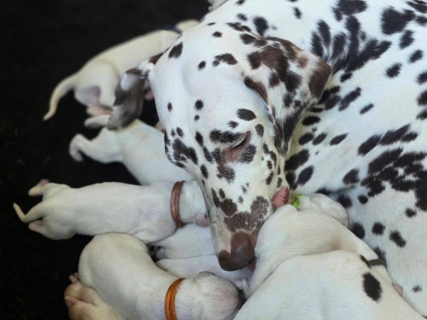 Du Domaine Des Jolies Taches - Dalmatien - Portée née le 11/03/2026