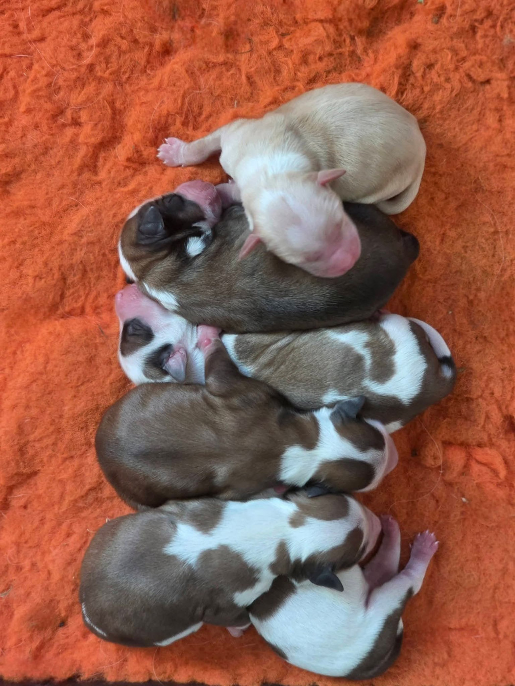 Chiot Terrier Tibetain Du Domaine Des Jolies Taches