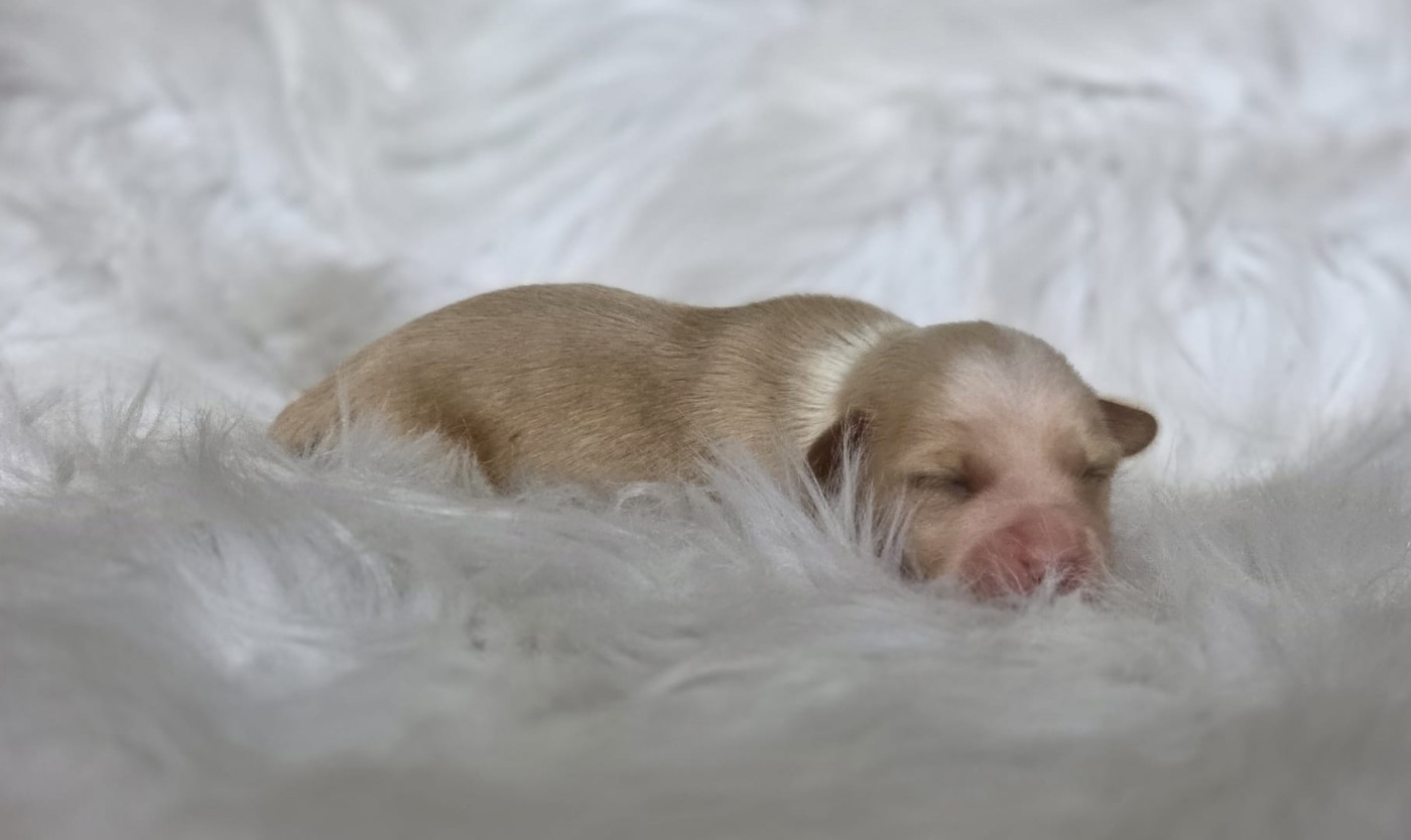 Du Domaine Des Jolies Taches - Chiots disponibles - Terrier Tibetain