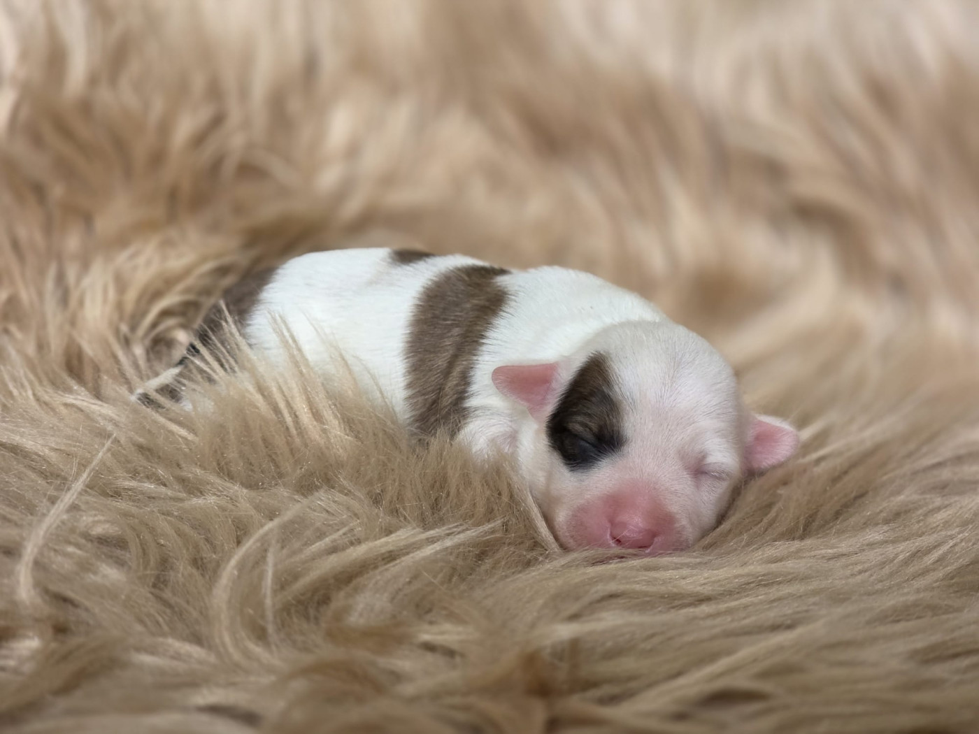 Du Domaine Des Jolies Taches - Chiots disponibles - Terrier Tibetain