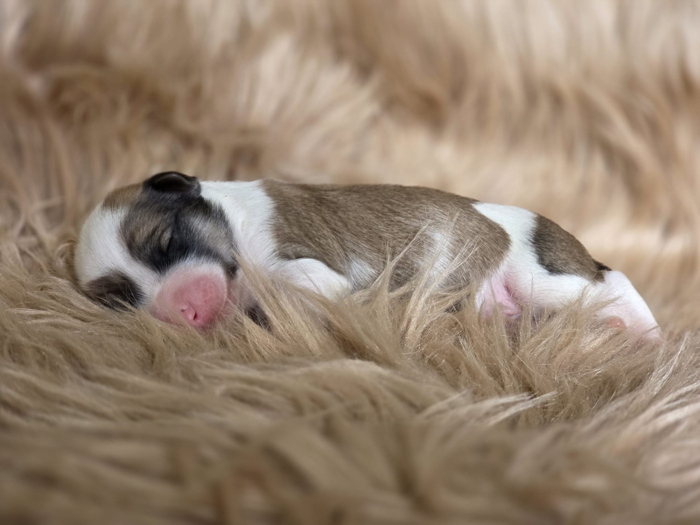 Du Domaine Des Jolies Taches - Chiots disponibles - Terrier Tibetain
