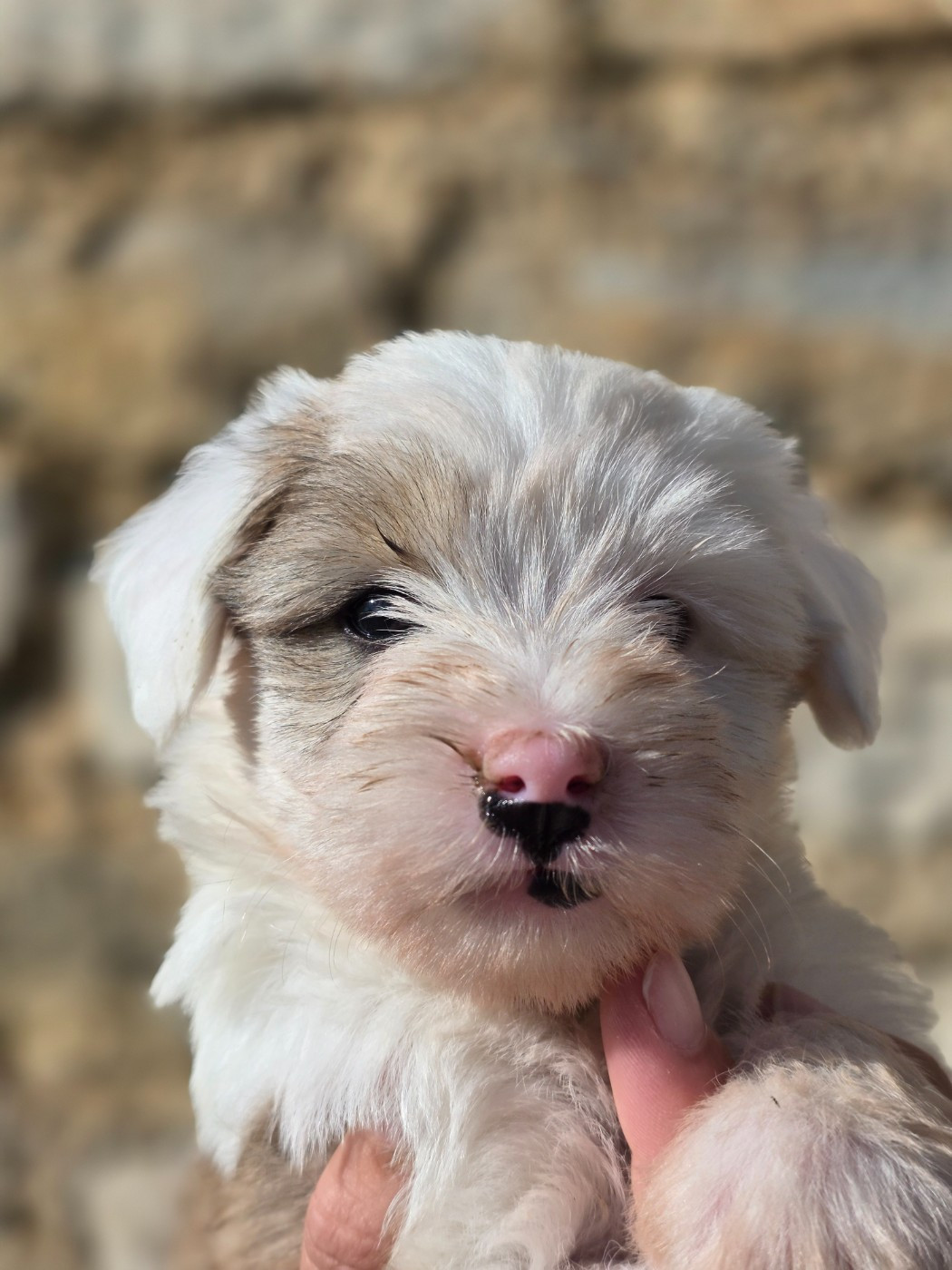 Du Domaine Des Jolies Taches - Chiots disponibles - Terrier Tibetain