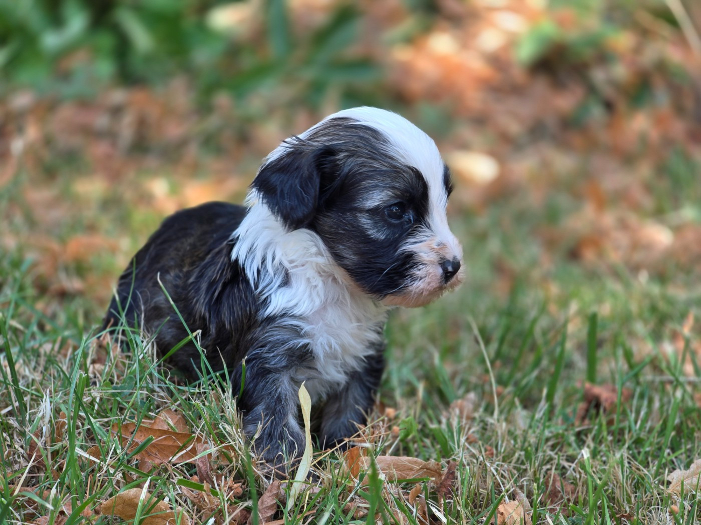 Du Domaine Des Jolies Taches - Chiots disponibles - Terrier Tibetain