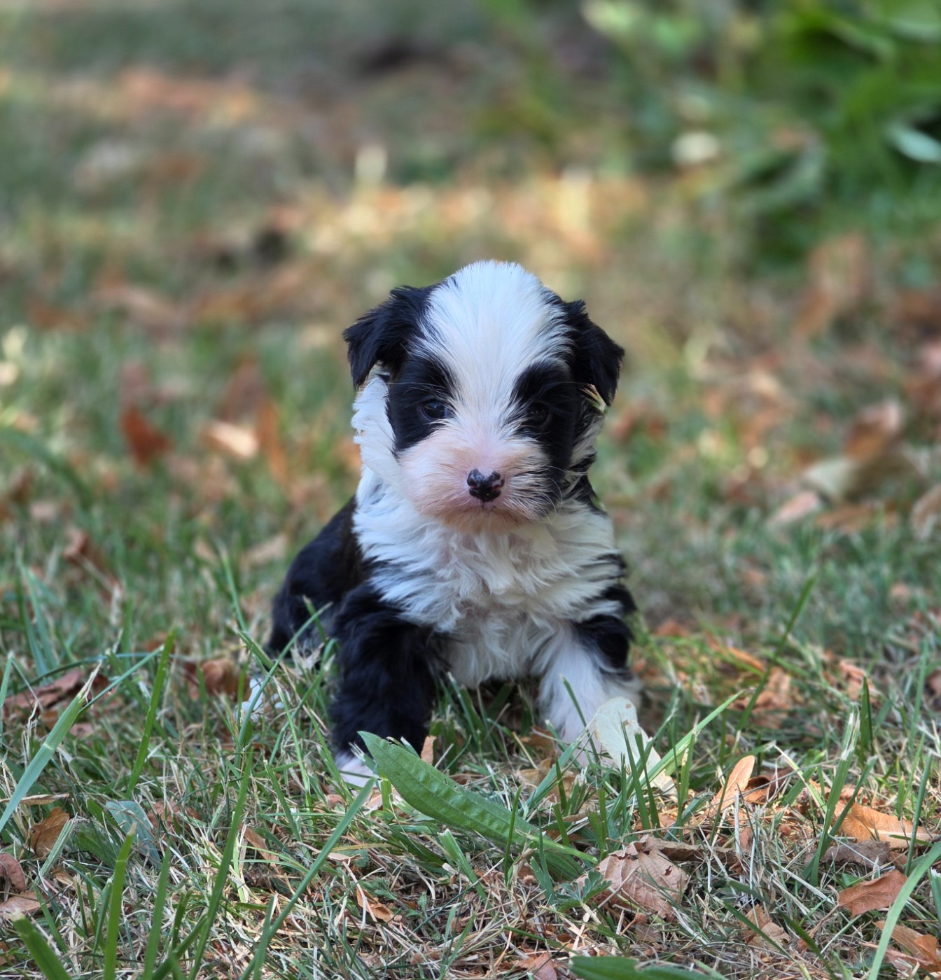 Du Domaine Des Jolies Taches - Chiots disponibles - Terrier Tibetain
