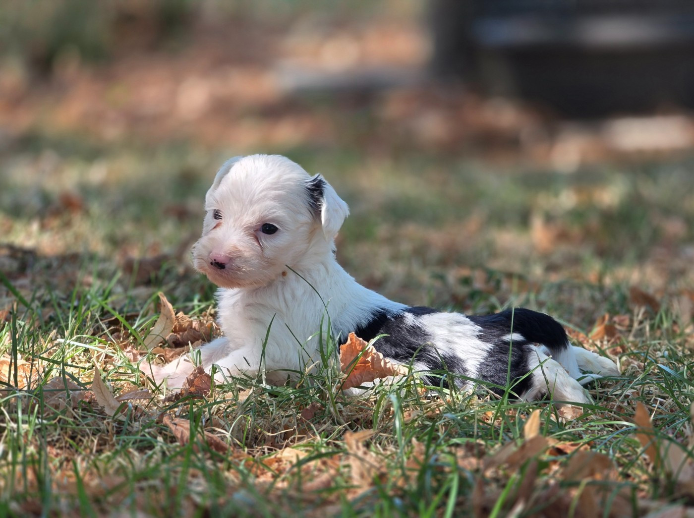 Du Domaine Des Jolies Taches - Chiots disponibles - Terrier Tibetain