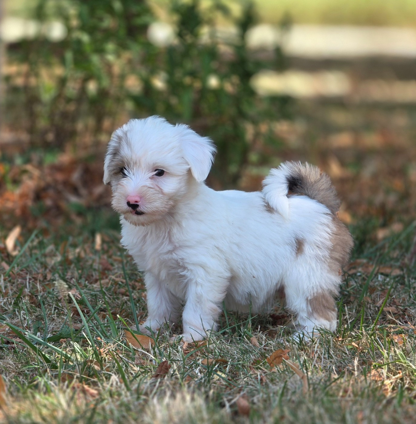 Du Domaine Des Jolies Taches - Chiots disponibles - Terrier Tibetain