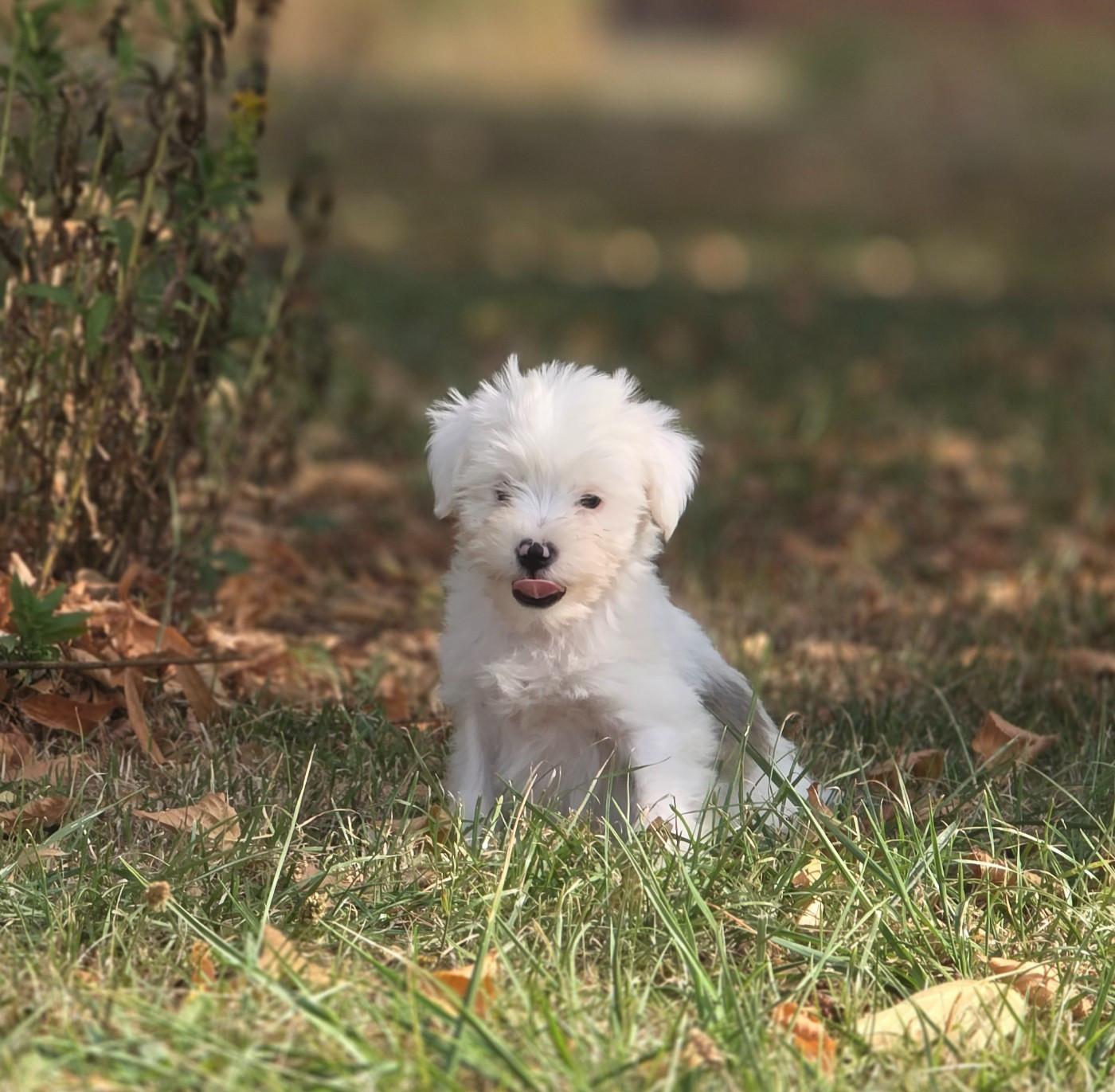 Du Domaine Des Jolies Taches - Chiots disponibles - Terrier Tibetain