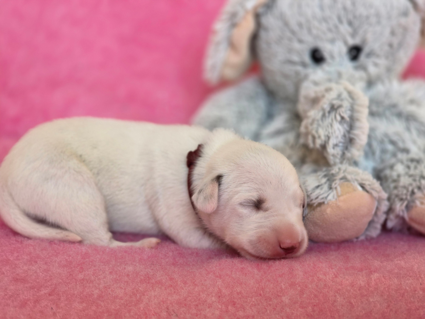Du Domaine Des Jolies Taches - Chiots disponibles - Dalmatien