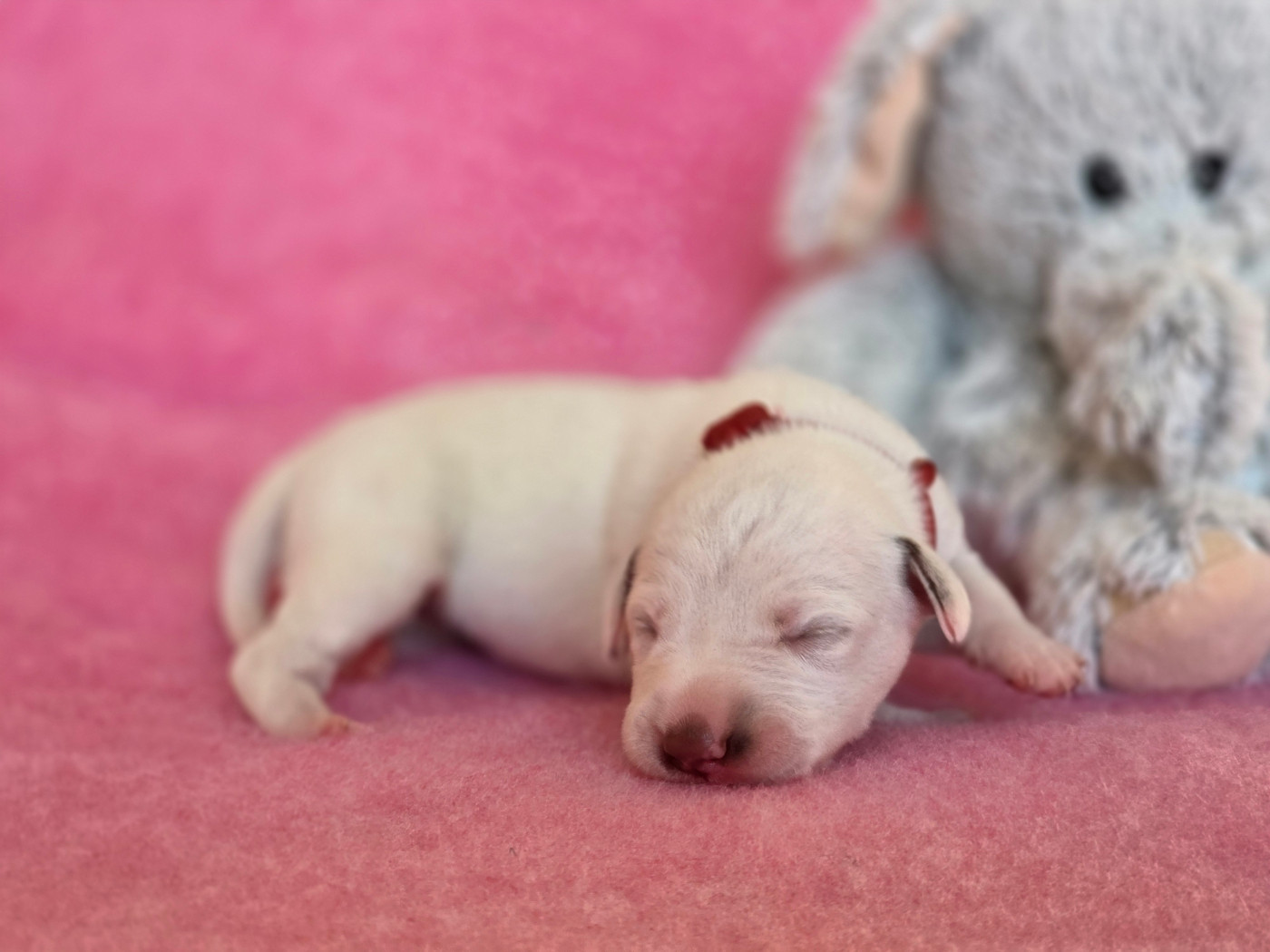 Du Domaine Des Jolies Taches - Chiots disponibles - Dalmatien