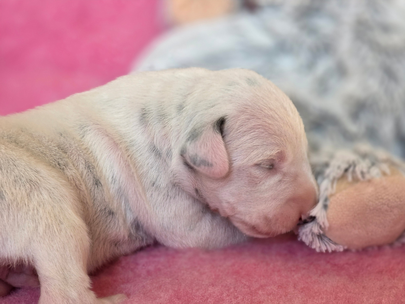 Du Domaine Des Jolies Taches - Chiots disponibles - Dalmatien