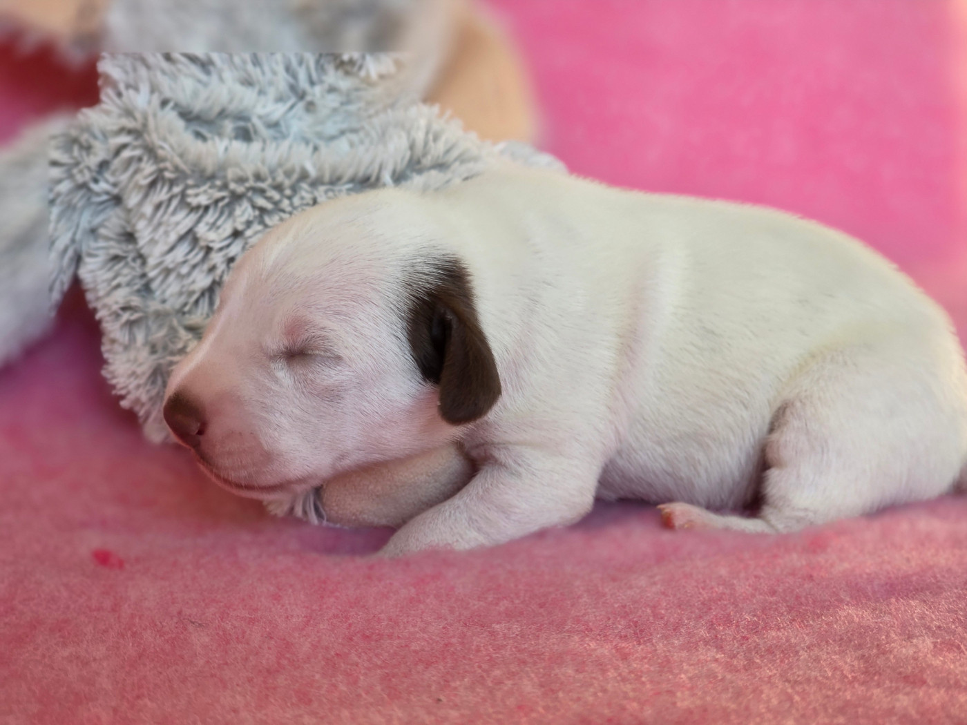 Du Domaine Des Jolies Taches - Chiots disponibles - Dalmatien