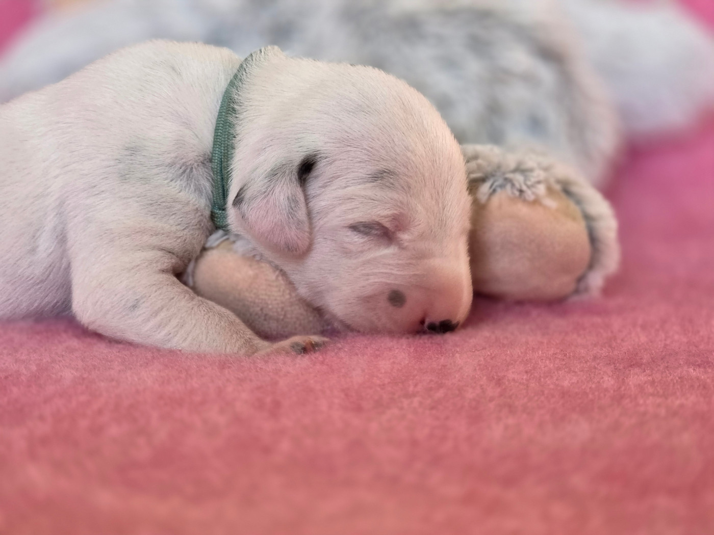 Du Domaine Des Jolies Taches - Chiots disponibles - Dalmatien