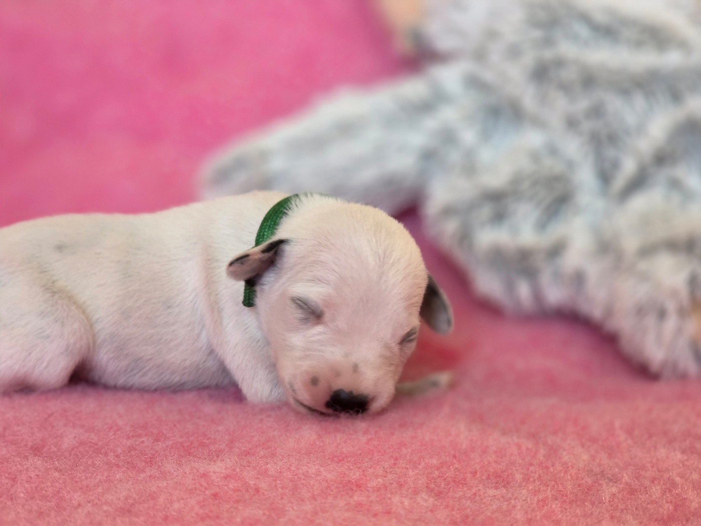 Du Domaine Des Jolies Taches - Chiots disponibles - Dalmatien