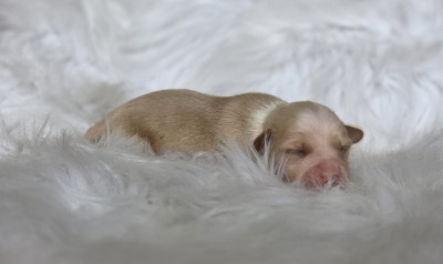 Chiot N°1