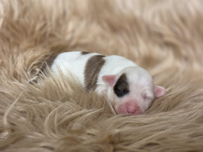 Chiot N°2