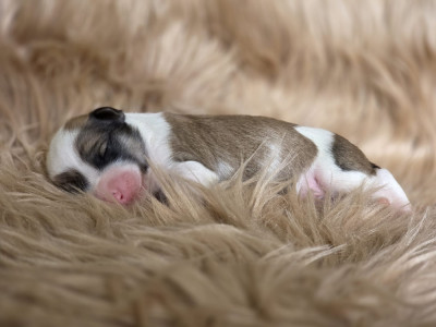 Chiot N°3