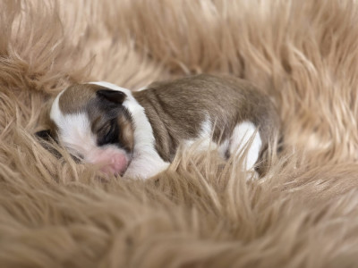 Chiot N°5