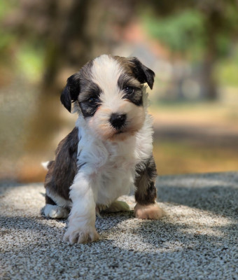Chiot N°2