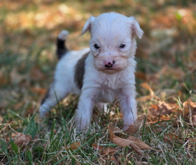 Chiot N°3