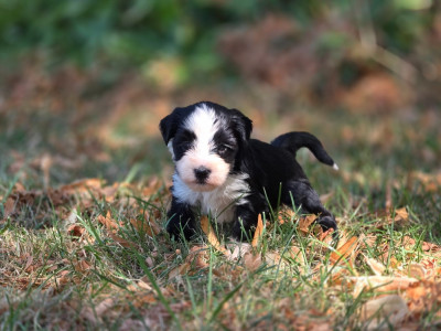 Chiot N°4
