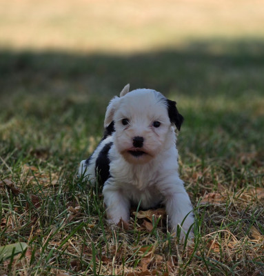 Chiot N°7