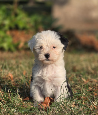 Bowie